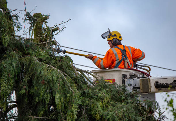 Tree and Shrub Care in Lynbrook, NY